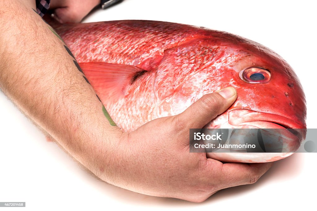 Red Snapper Man hand holding a Red Snapper on White Background Red Snapper Stock Photo