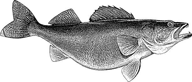 illustrazioni stock, clip art, cartoni animati e icone di tendenza di perca walleye incisione - catch of fish illustrations