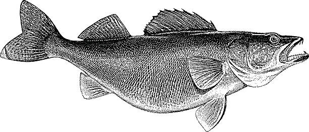 ilustrações de stock, clip art, desenhos animados e ícones de stizostedion vitreum vitreum gravação - catch of fish illustrations