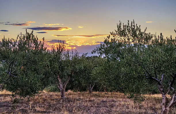 Photo of Sunset colors and olive trees in Sithonia, Chalkidiki, Greece