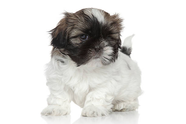 istock Shih Tzu puppy portrait 467207157
