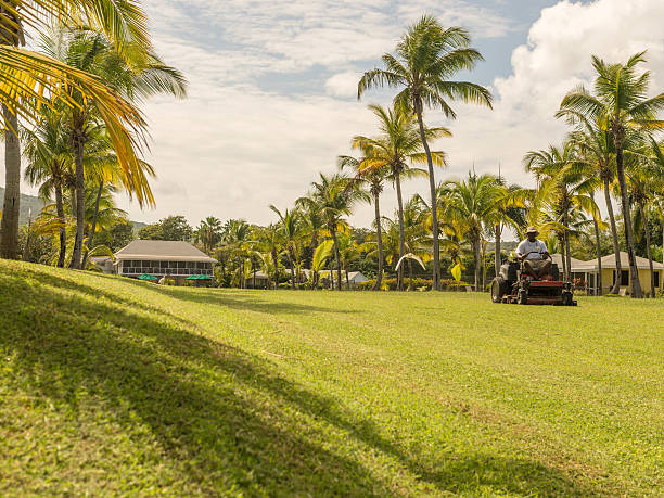 Nevis, Saint Kitts and Nevis - November 19, 2013: A Little Egret provides an interesting gardening companion at the Nisbet Plantation Inn, Nevis, Caribbean. As the gardener rides up and down on his mower cutting the grass, the Egret flies behind making the most of this foraging opportunity. The Nisbet Plantation main building can be seen in the background.