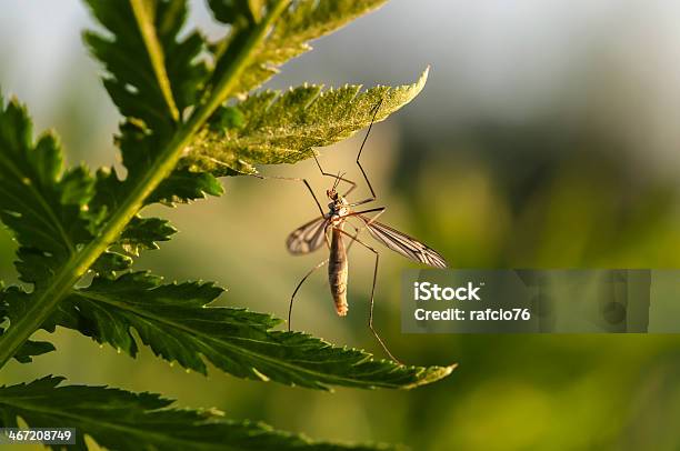 Komar 0명에 대한 스톡 사진 및 기타 이미지 - 0명, 곤충, 녹색