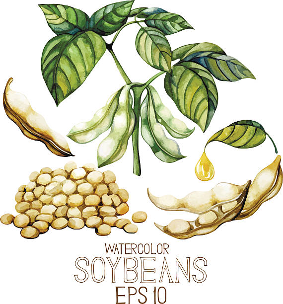 워터컬러 soy 공장 - nutrient food state asian cuisine vegetarian food stock illustrations