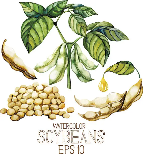 Vector illustration of Watercolor soy plants