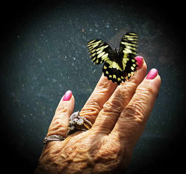 borboleta grande na mão da mulher - butterfly flying tropical climate close to imagens e fotografias de stock