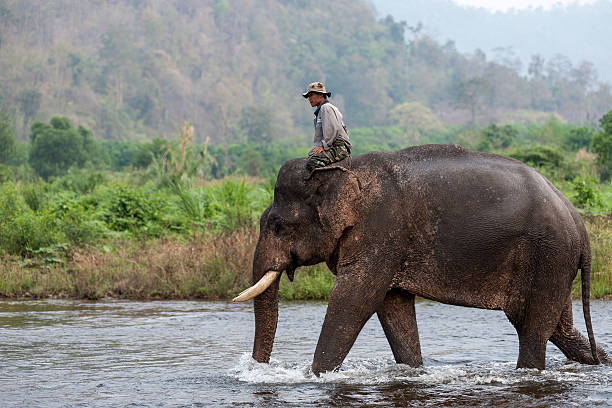 Kanchanaburi, Thailand - February 27, 2011: Unidentified mahout rides his elephant walking in the shallow river.