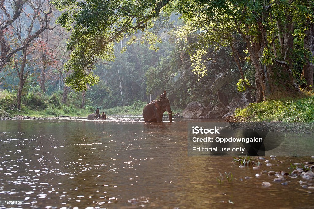 Mahouts riding elephants crossing the river. Kanchanaburi, Thailand - February 27: Mahouts ride their elephants crossing the river in the forest full with plants and trees. 2015 Stock Photo