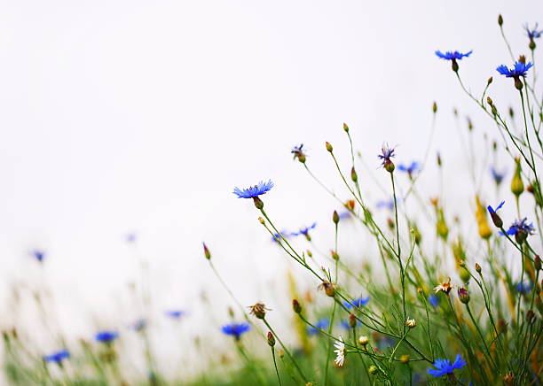 블루 아이리스입니다 - environmental conservation herb meadow sky 뉴스 사진 이미지