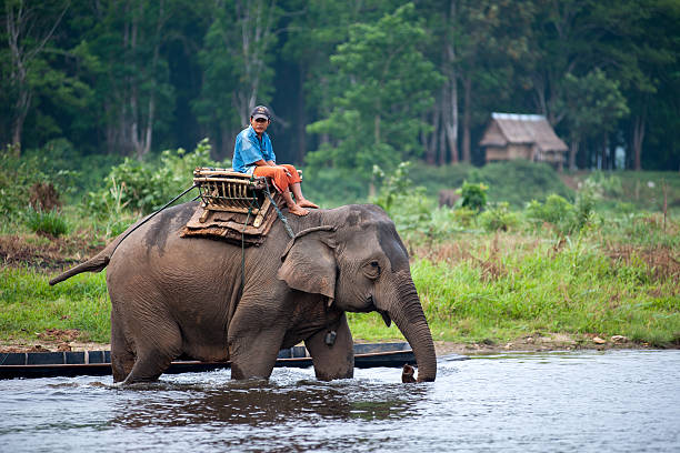 Mahout riding an elephant in the shallow river. stock photo