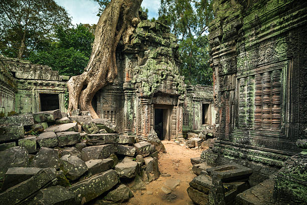 Angkor Wat, Cambodian Temple Ruins Trees growing over the top of a temple  angkor thom stock pictures, royalty-free photos & images