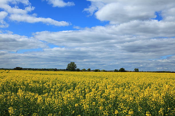 istock Oil seed rape yellow field in the spring 467213029