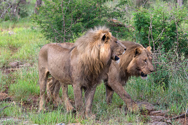istock Male Lions Walking 467213995