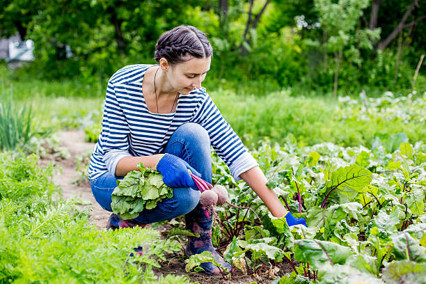 istock Harvesting at an organic farm. 467215310
