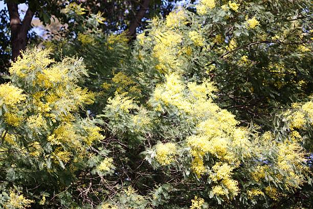 istock Mimosa  tree, acacia, beautiful yellow flowering in spring 467215620