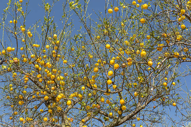 lemon tree