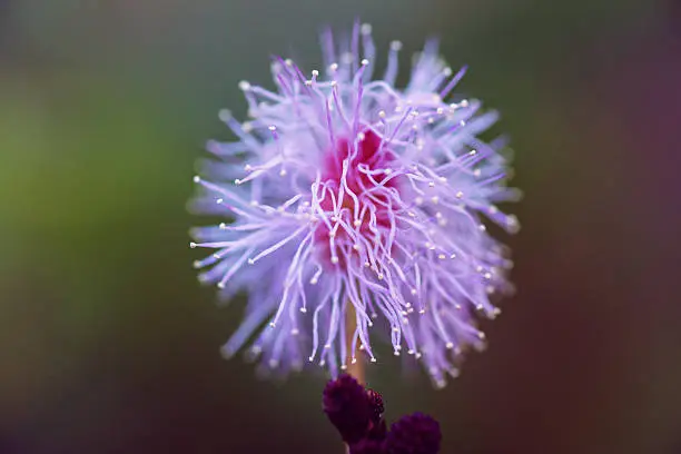 Photo of pink mimosa pudica flower