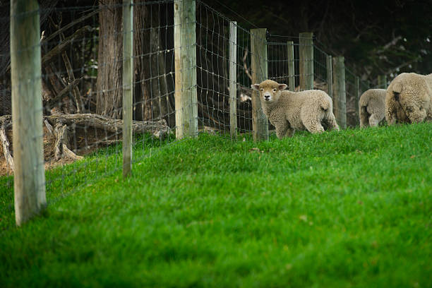 A lamb along side a fence.  Sheep from a farm in New Zealand.
