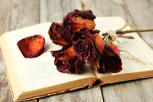 istock Dried roses on grey wooden background 467218942