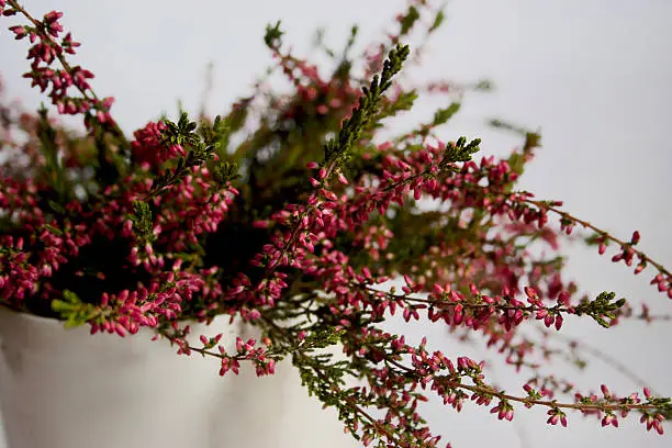 Close-up of erica flowers. White background