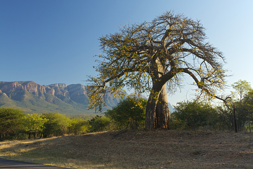 Baobab tree with mountains in background, Mpumalanga, South Africa