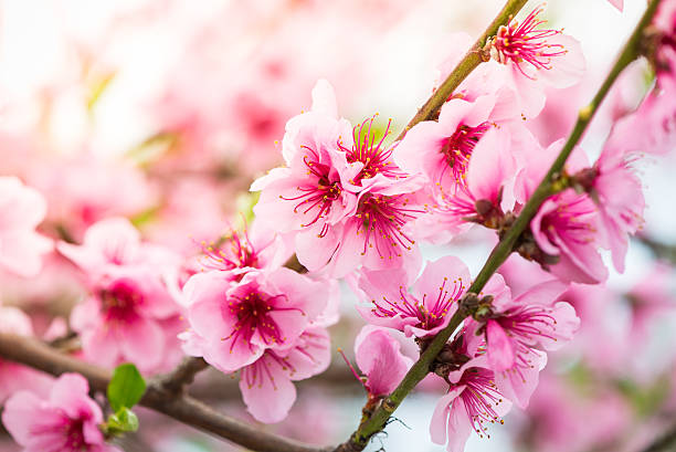 fleurs roses de printemps fleur arbre branche avec soleil - vibrant color horizontal japan branch photos et images de collection