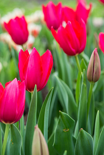istock Beautful tulips blooming in spring garden 467220004