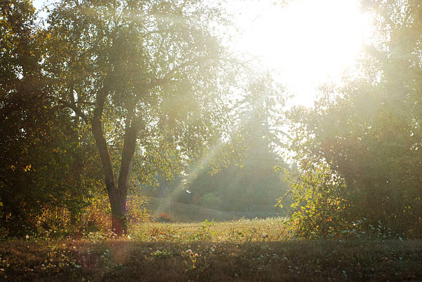 istock Morning sunrise over a field 467222351