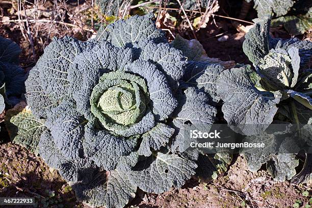 Savoy Auf Dem Feld Stockfoto und mehr Bilder von Feld - Feld, Fotografie, Gemüse