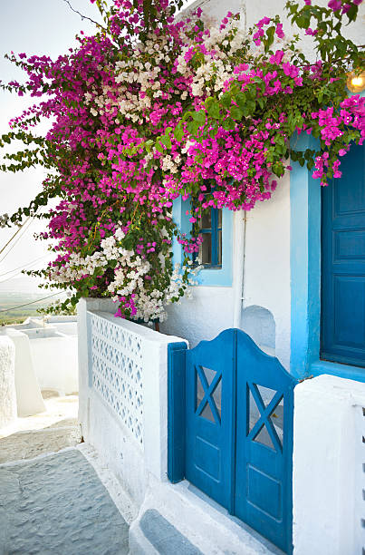 istock Bougainvillea in Santorini island 467223111