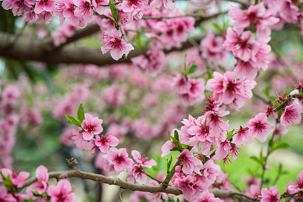 branche d'arbre fleur de printemps avec blured arrière-plan - vibrant color horizontal japan branch photos et images de collection