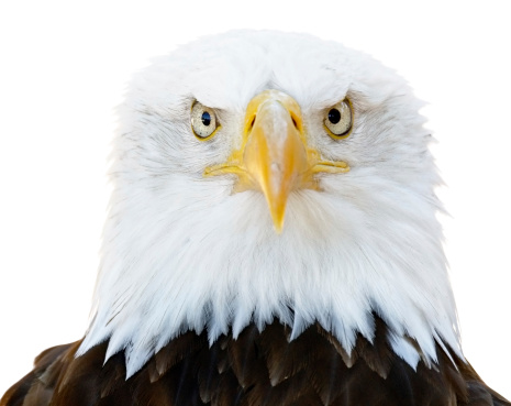 Exteme close-up portrait of a bald eagle (Haliaeetus leucocephalus) looking into the camera, full frame, vertical