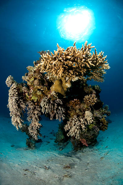scuba diving,corals, Red Sea Reef, Egypt stock photo