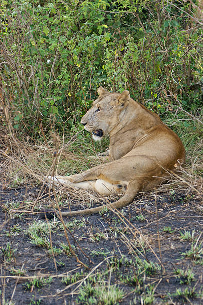 istock Lion in Queen Elizabeth National Park in Uganda 467224156