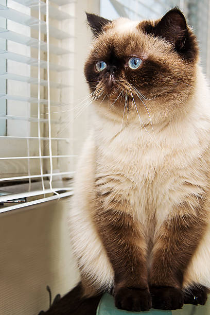 istock Cat sitting near window blinds 467224282