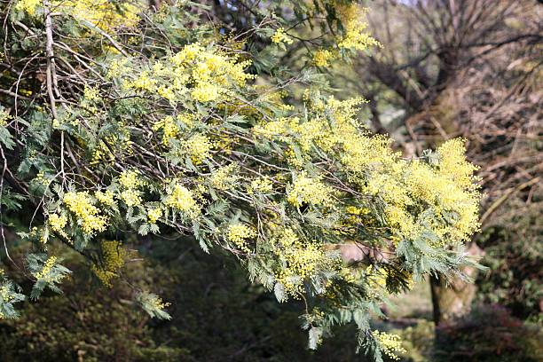 istock Mimosa  tree, acacia, beautiful yellow flowering in spring 467224376