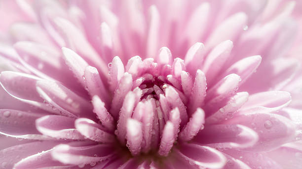 chrysanthemum stock photo