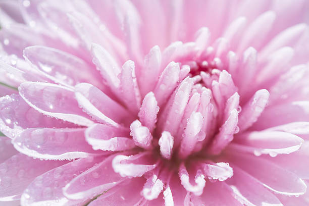 chrysanthemum stock photo