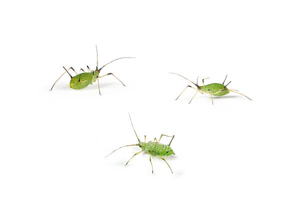 aphid aphid on white background aphid stock pictures, royalty-free photos & images