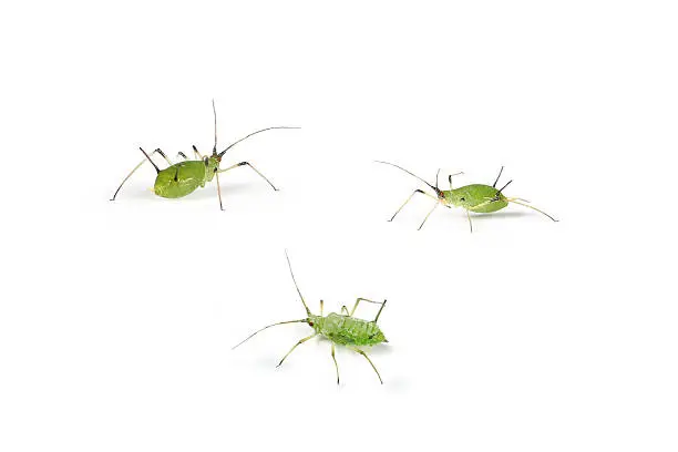 aphid on white background
