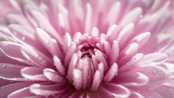 chrysanthemum stock photo