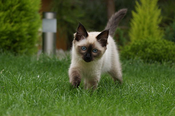 istock Ragdoll kitten in the garden 467224905