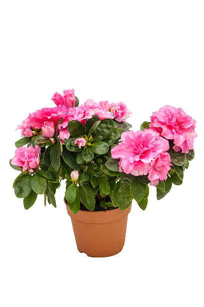istock Blossoming pink azalea in a flowerpot 467225234