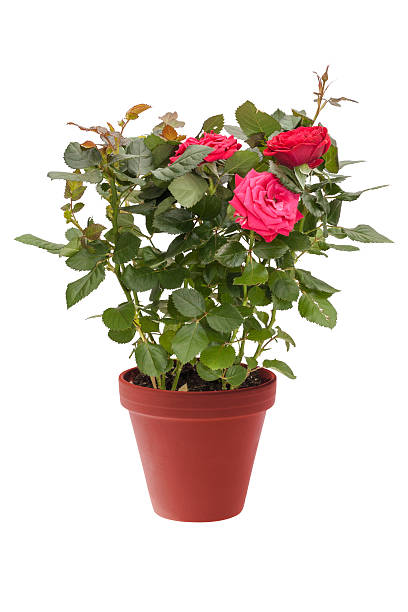 planta de casa mini rosa com flores vermelhas em vaso marrom - thorn spiked flower head blossom imagens e fotografias de stock
