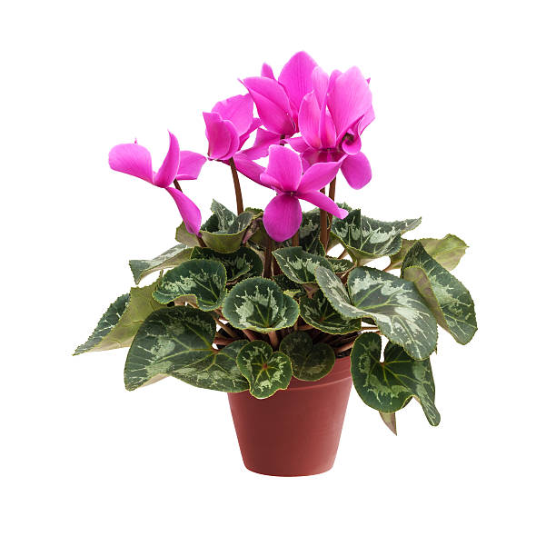 Pink cyclamen in a flower pot isolated Pink cyclamen in a flower pot isolated on a white background close-up cyclamen stock pictures, royalty-free photos & images