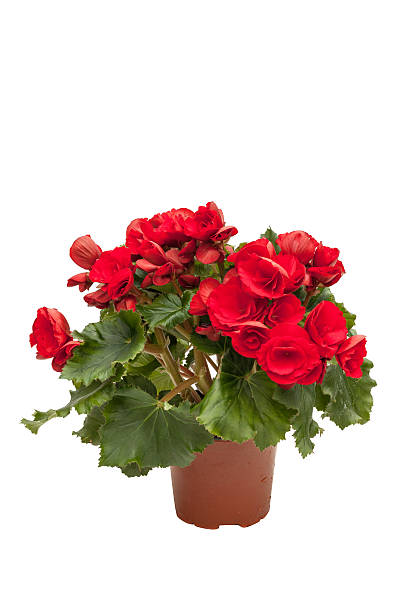 istock Blossoming red begonia isolated on white background 467225266