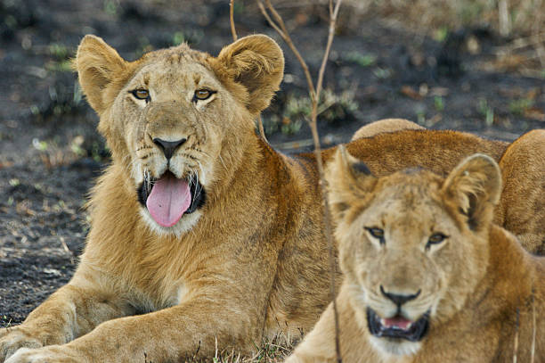 istock Lion Pride in Queen Elizabeth National Park in Uganda 467225584
