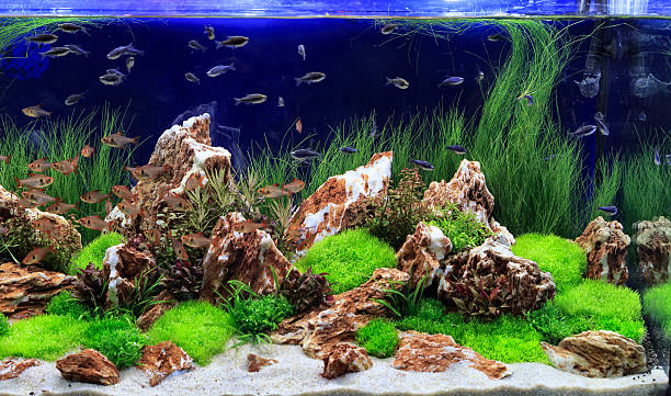 planted freshwater aquarium - freshwater bildbanksfoton och bilder