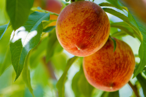 Peaches on the tree ready to be picked.