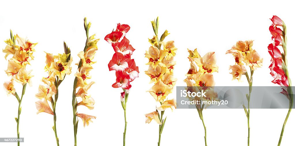 Gladiolius flores em uma linha - Foto de stock de Arranjo royalty-free